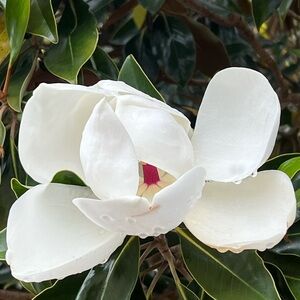 Meet your Posher, Harry